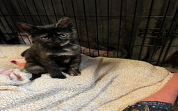 British Shorthair cats for sale: British shorthair kittens  - Image 1