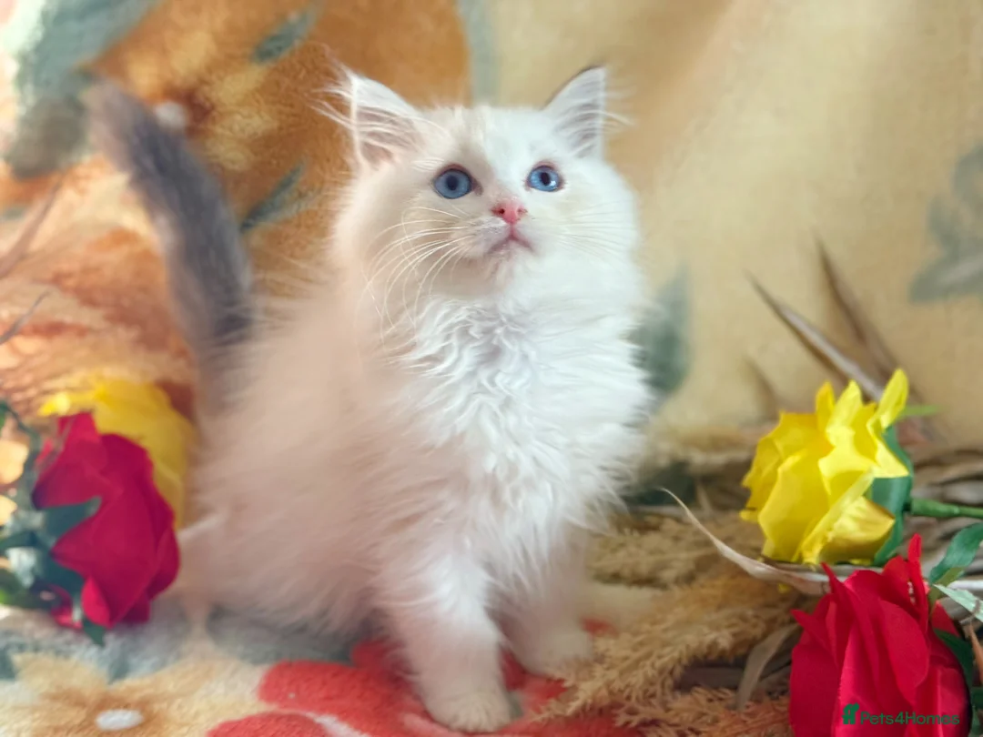 Ragdoll cats for sale: TICA Registered EU famous R bloodline  - Advert 5