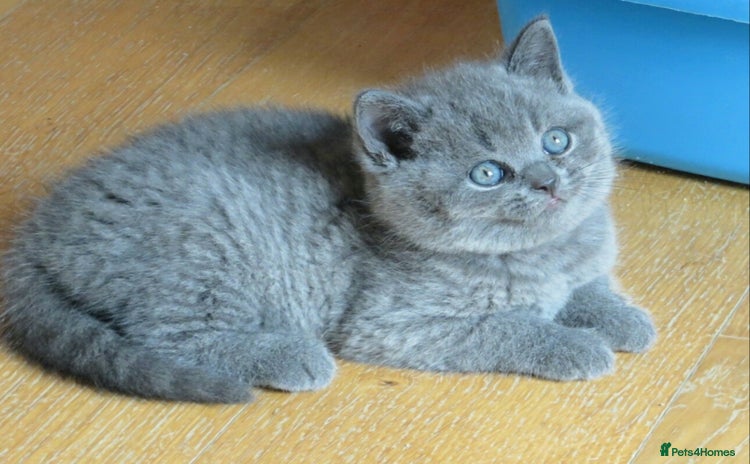 British Shorthair cats - Advert 10