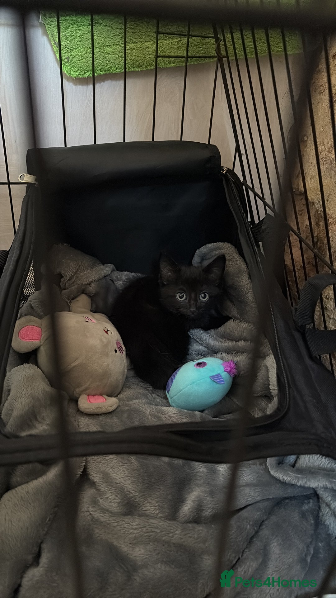 Mixed Breed cats for sale: 9 week old female kitten  - Image 6