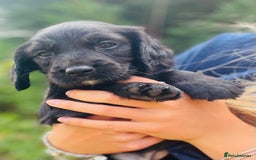 Sprocker dogs for sale: Adorable sprockers  - Image 24