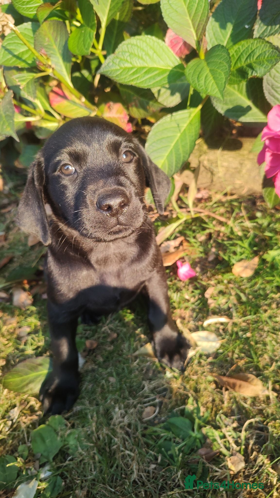 Labrador Retriever dogs Gorgeous KC registered Labrador puppies  - Advert 2