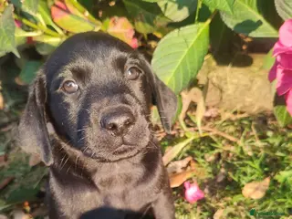 Labrador Retriever dogs Gorgeous KC registered puppies, just 3 remaining! - Advert 1