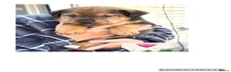 Mixed Breed dogs for sale: American Akita x Rottweiler puppys - Advert 3