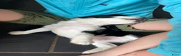 Mixed Breed dogs for sale: Beautiful beagle x springer puppy’s !! - Advert 12
