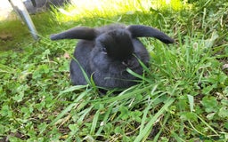 Mini Lop rabbits for sale: Black Male Mini Lop - Image 1