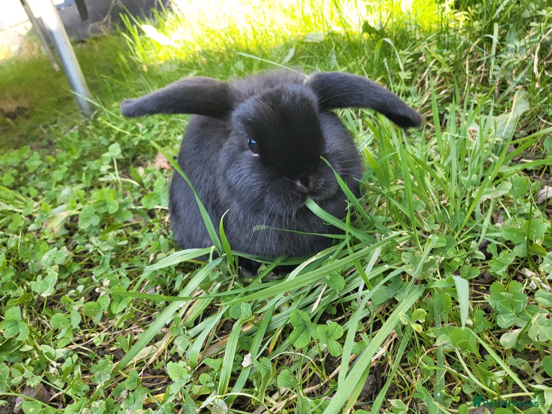 Mini Lop rabbits for sale: Black Male Mini Lop - Image 1