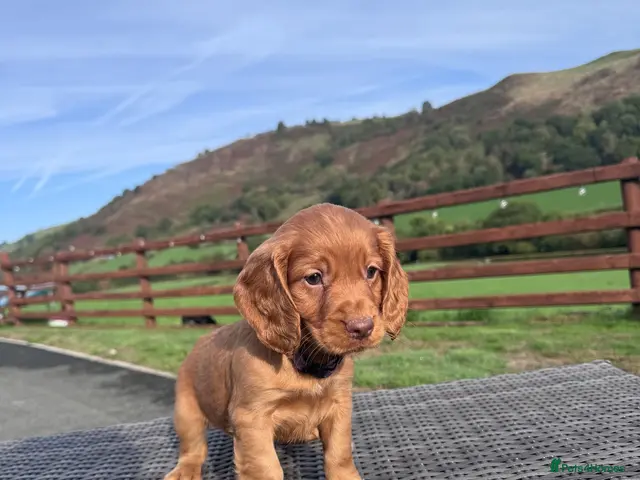 Cocker Spaniel dogs for sale: Litter of 8 Red cocker spaniel puppies - Advert 12