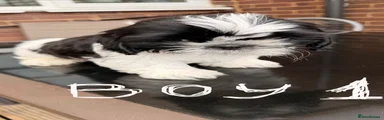 Shih Tzu 1