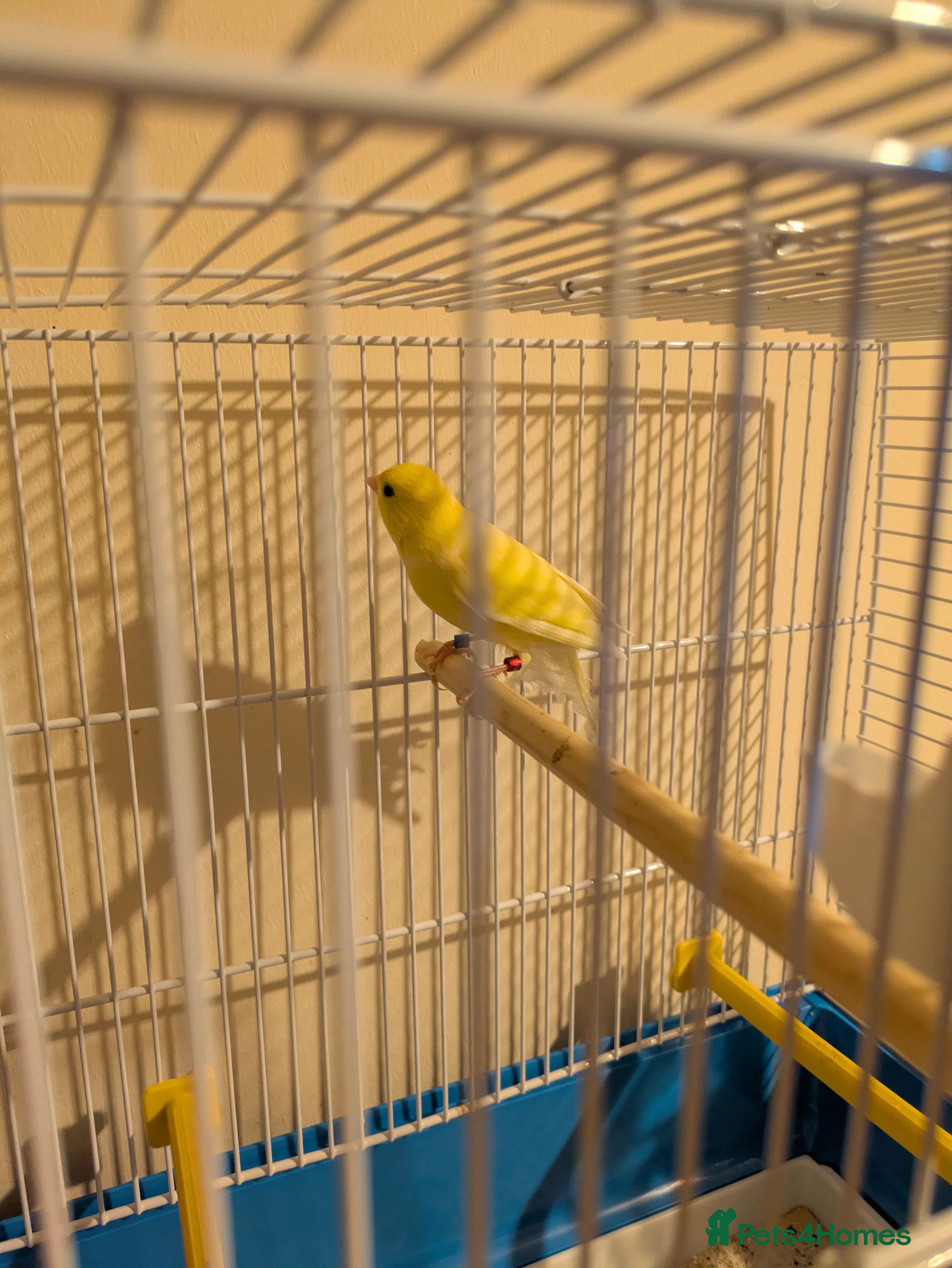 Canaries birds Pair of German Rhinelander canaries - Advert 4