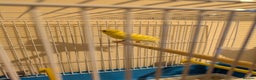 Canaries birds for sale: Pair of German Rhinelander canaries - Advert 1