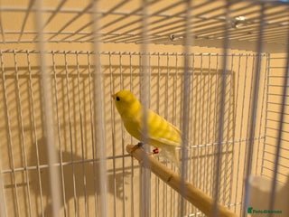 Canaries birds Pair of German Rhinelander canaries - Advert 4