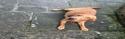 Labrador Retriever dogs for sale: beautiful kc registered fox red Labrador puppies  - Advert 22