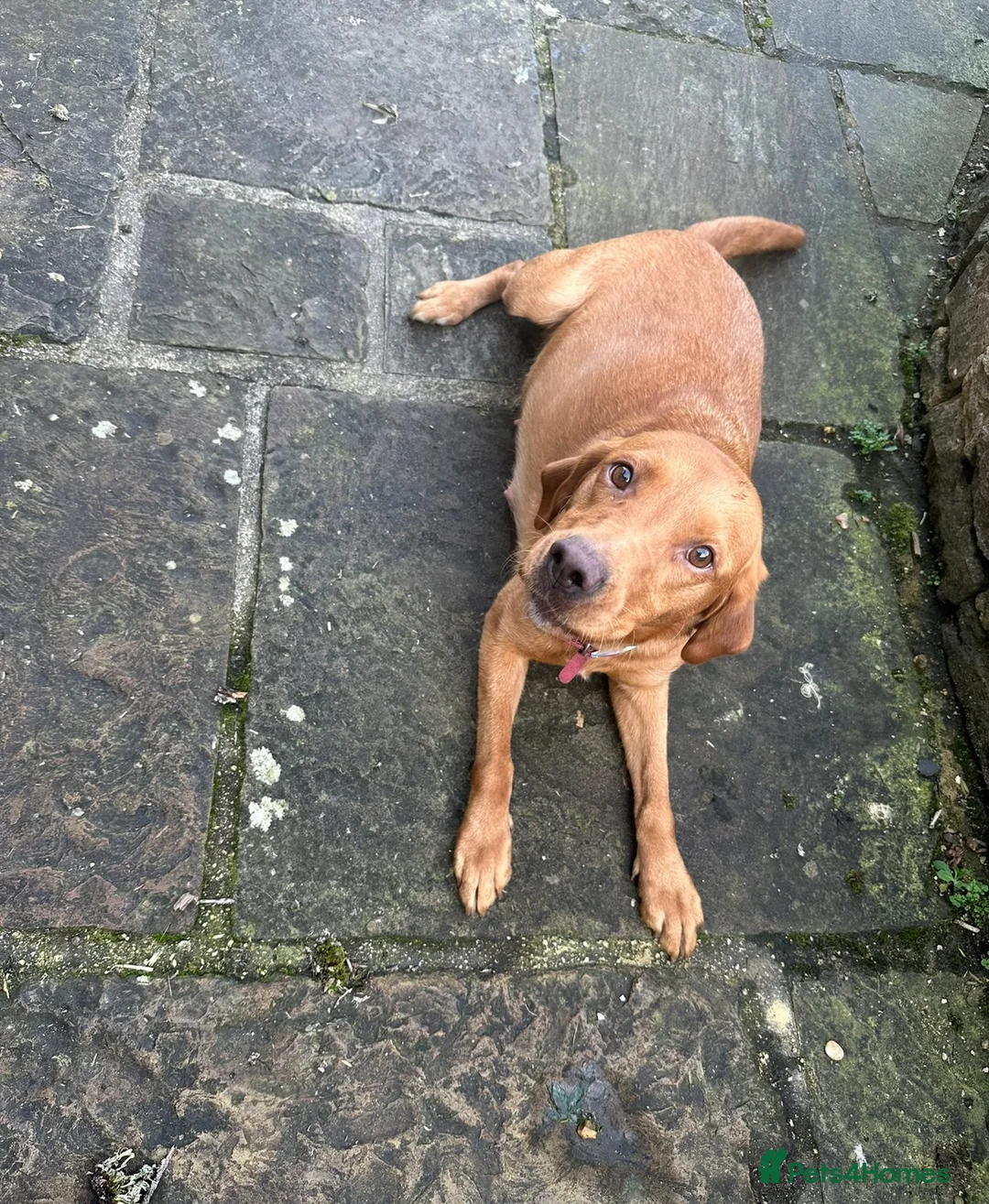 Labrador Retriever dogs for sale: beautiful kc registered fox red Labrador puppies  - Advert 22