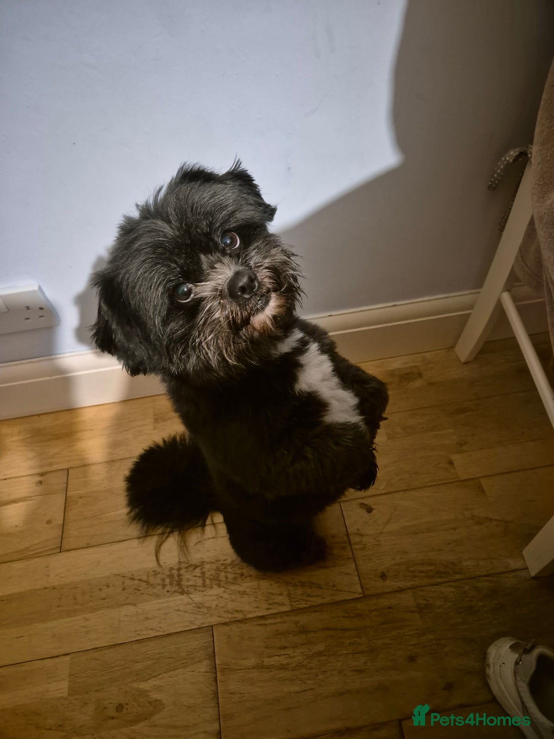 Mixed Breed dogs for stud: Mix-Breed Dog Available for Stud - Advert 5