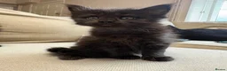 Maine Coon cats for sale: Beautiful TICA registered Maine coon kittens. in Rochester - Advert 5