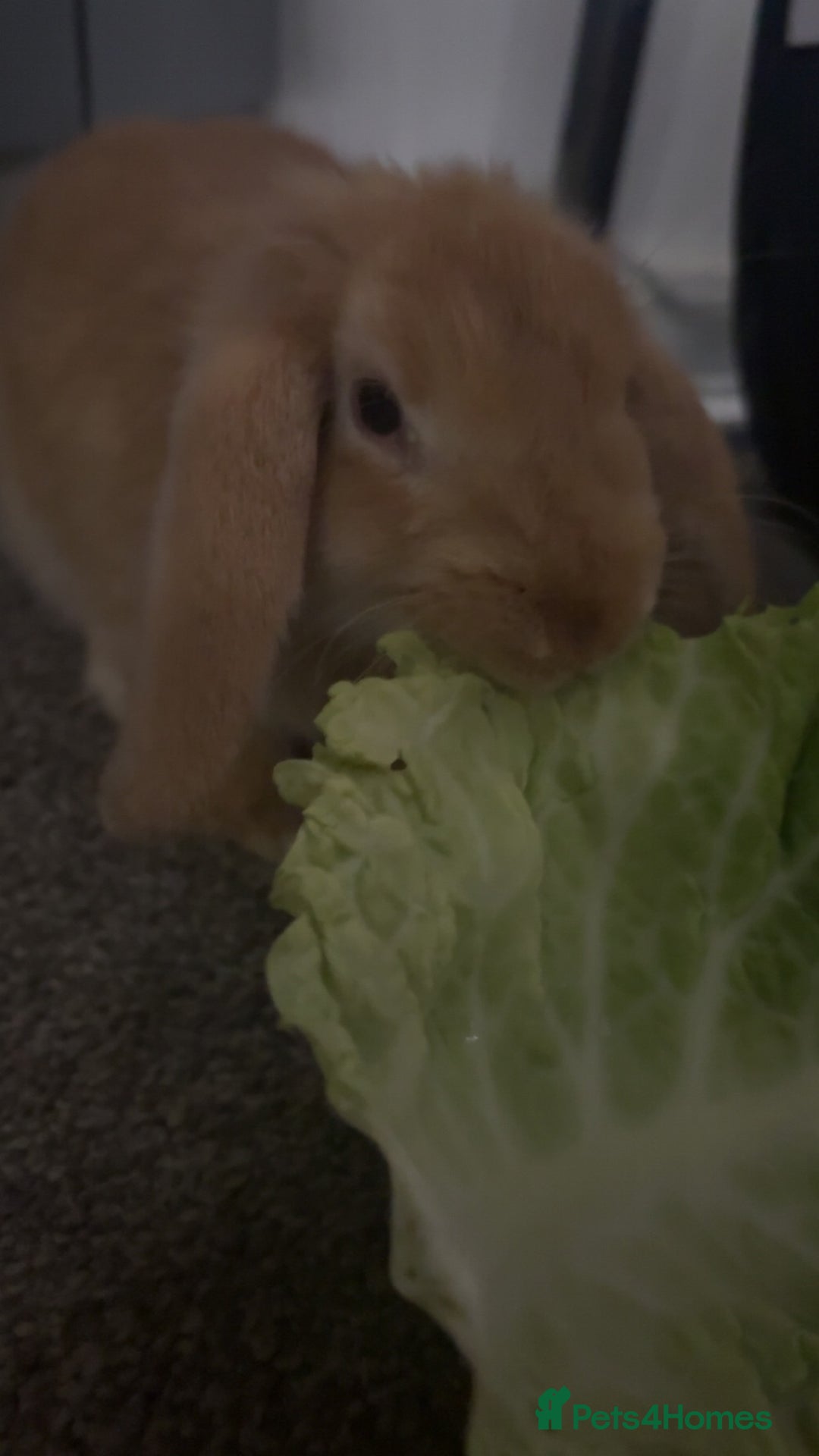 Mixed Breed rabbits for sale: Biscuit the rabbit  - Advert 2