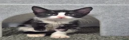 Mixed Breed cats for sale: 10week female b/w kitten looking for perfect home - Advert 2