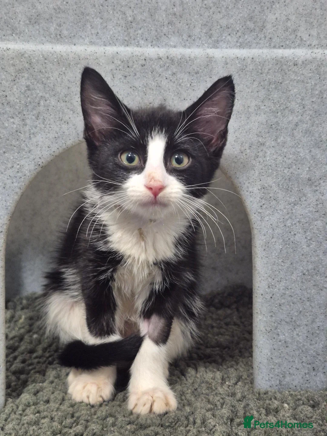 Mixed Breed cats for sale: 10week female b/w kitten looking for perfect home - Advert 2