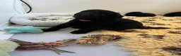 Mixed Breed dogs for sale: Airedoodles F1 airedale mum. Phantom poodle dad  - Advert 14