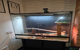 Bearded Dragon reptiles for sale: Bearded Dragon  - Image 4