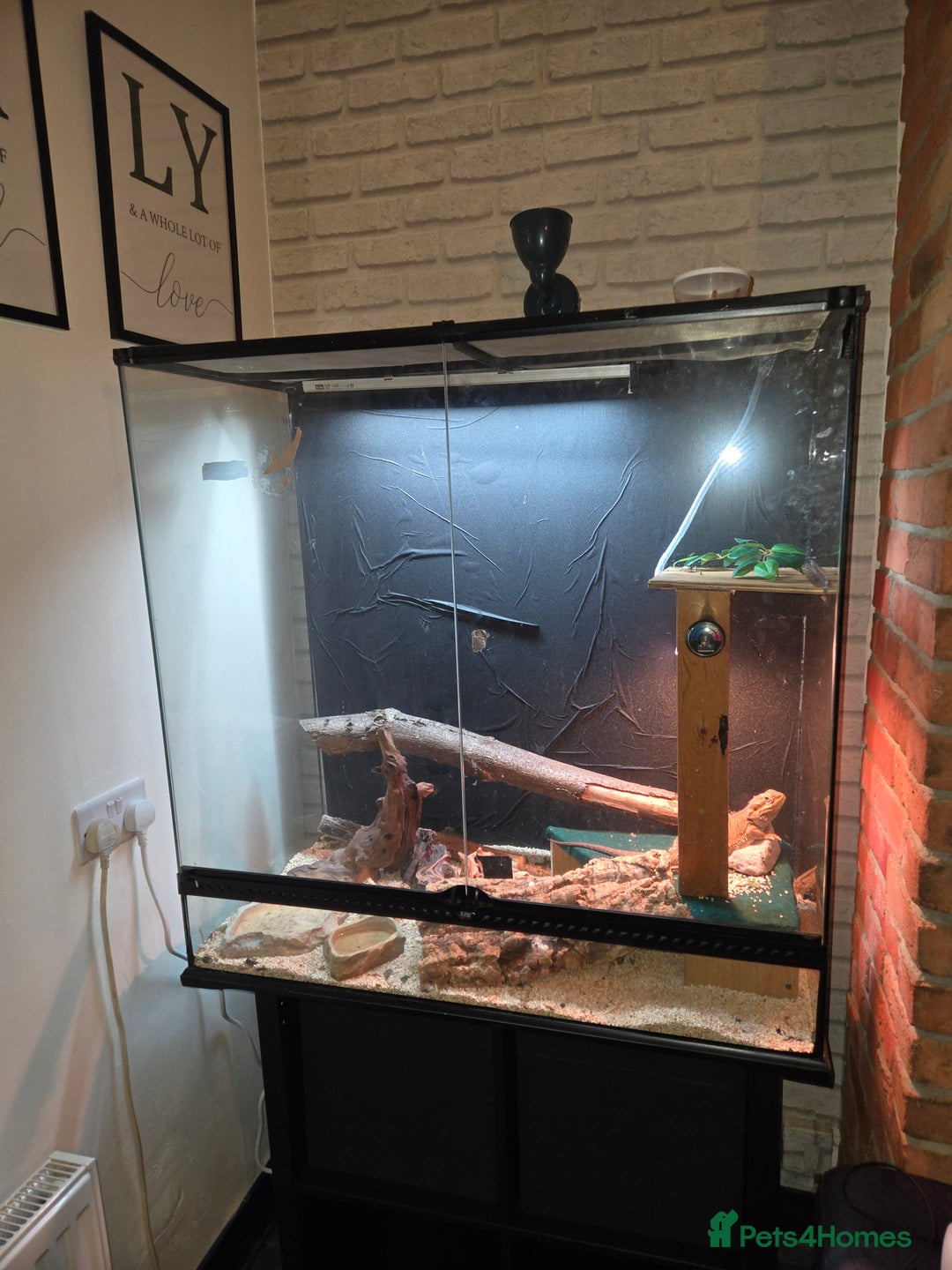 Bearded Dragon reptiles for sale: Bearded Dragon  - Image 4