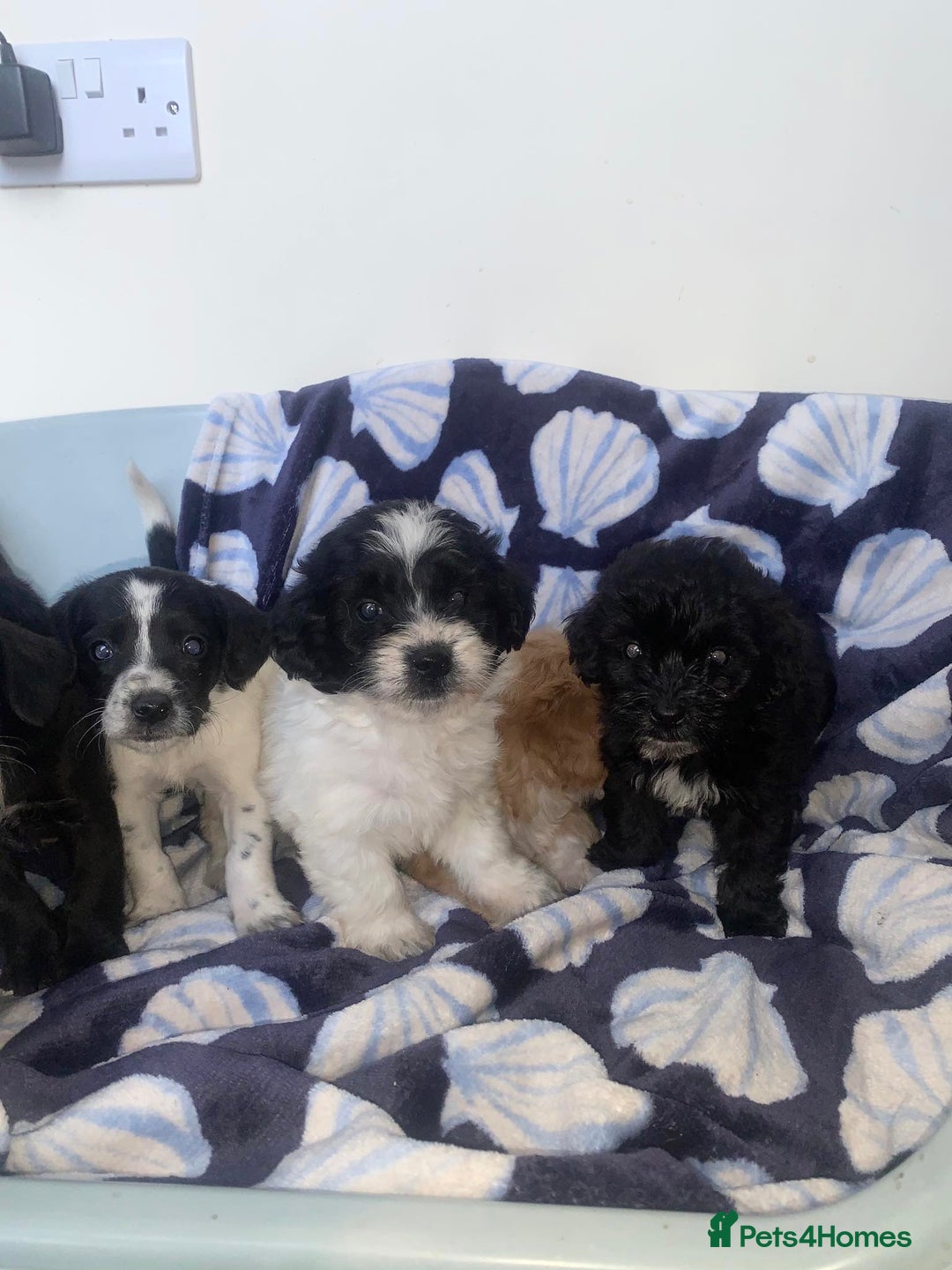 Cockapoo dogs for sale: Cockerpoo puppies ready to leave  - Image 3