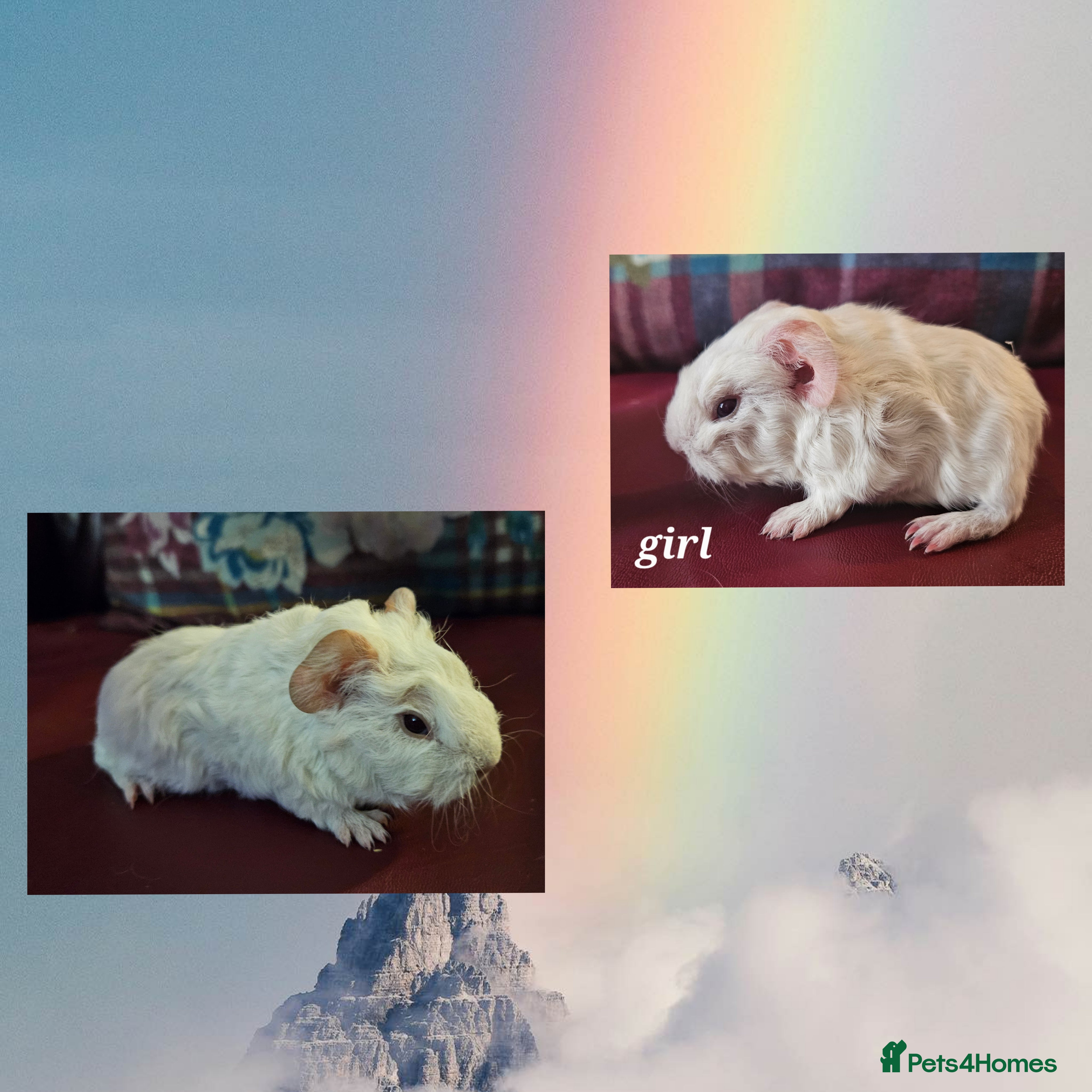 Guinea Pig rodents Beautiful funky babies - Advert 4