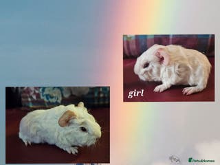 Guinea Pig rodents Beautiful funky babies - Advert 4
