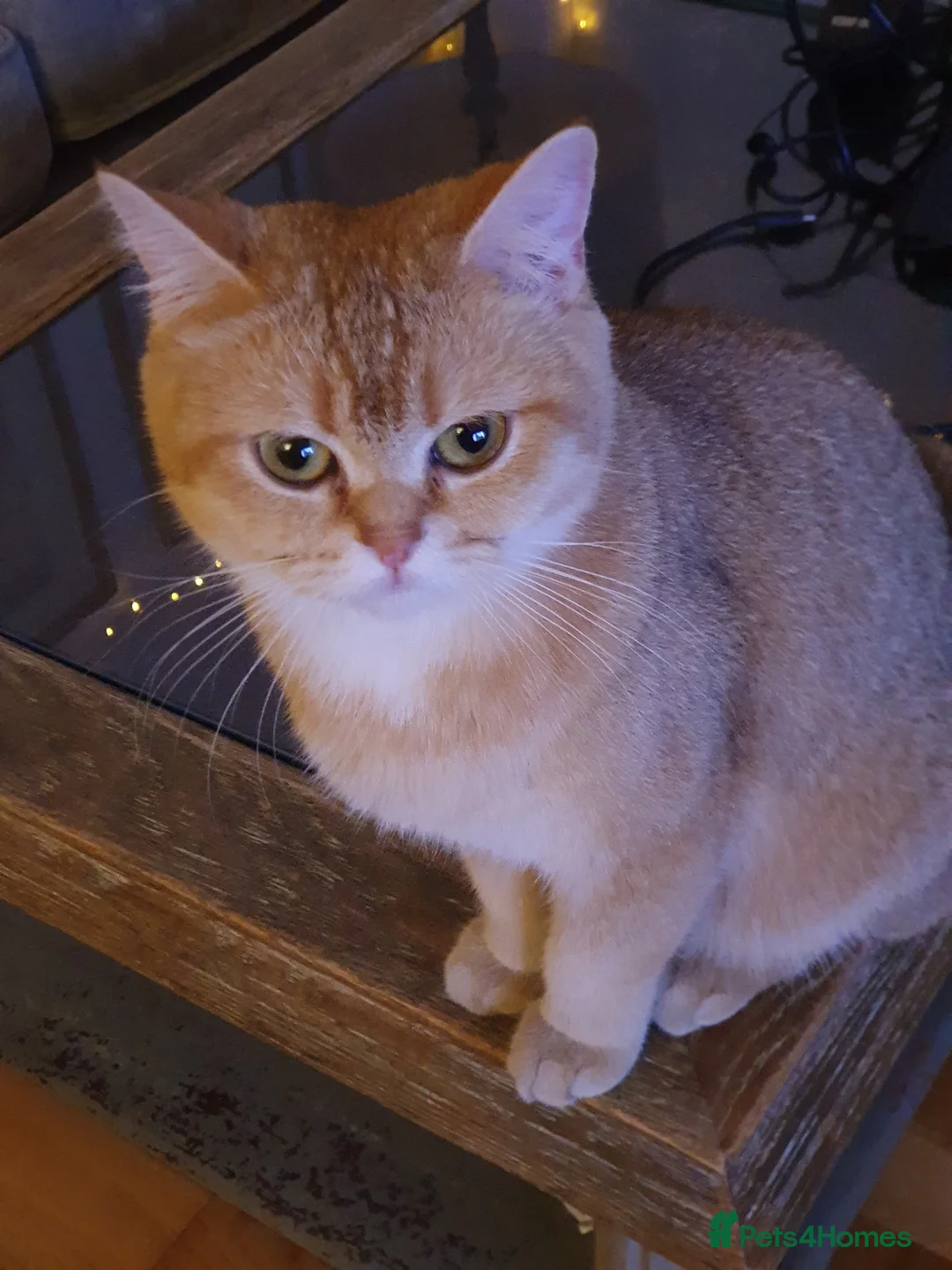 British Shorthair cats for sale: 🐾 Cute British Shorthair Chinchilla Silver-shaded - Advert 2