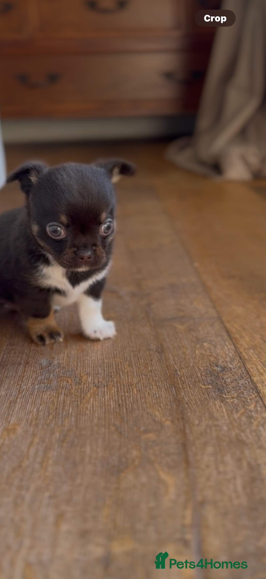 Chihuahua dogs for sale: Chihuahua Boys Short Haired  - Image 10
