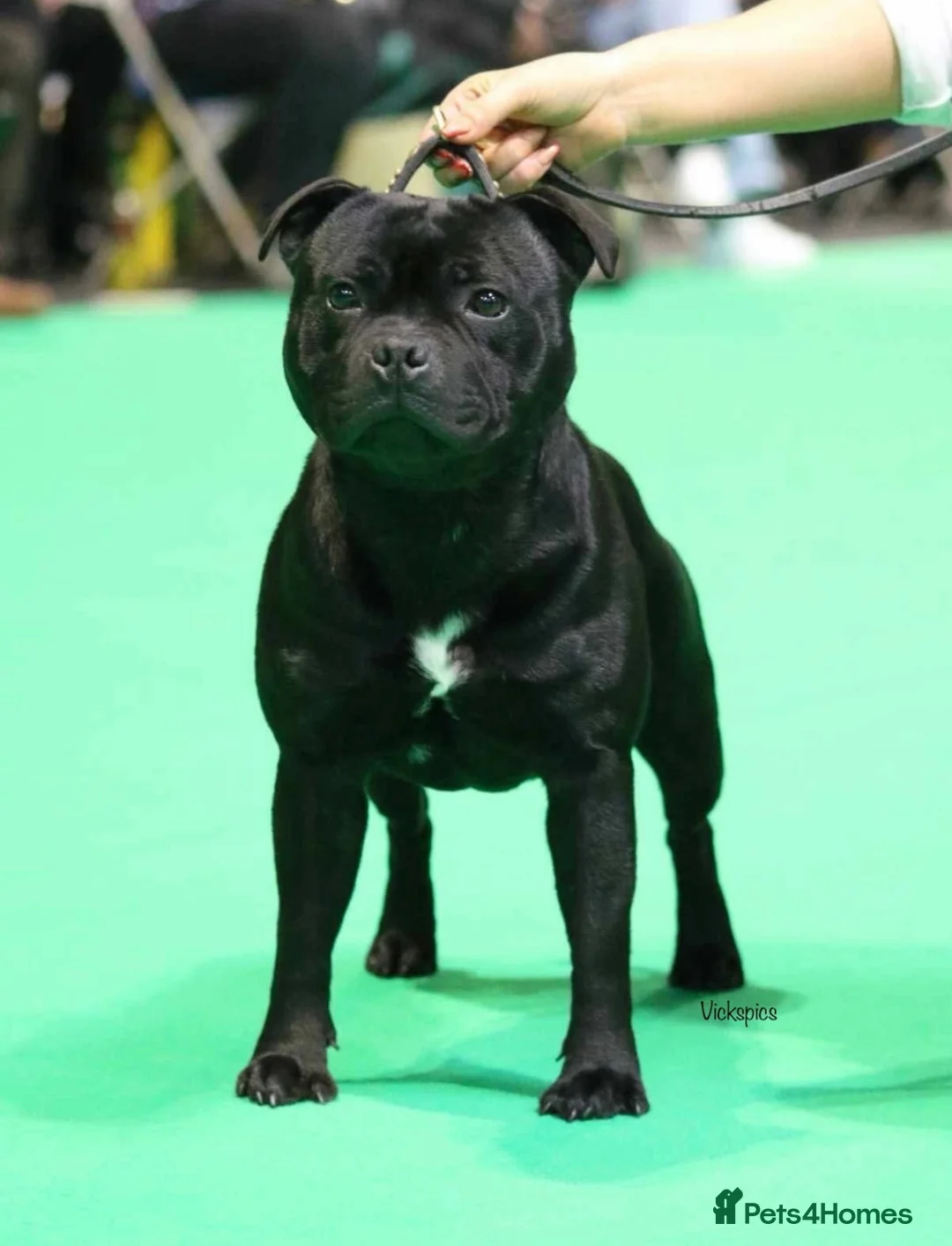 Staffordshire Bull Terrier dogs for stud: VALGLO TOP GUN -BLUE CARRIER in Dudley - Advert 2