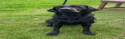 Labrador Retriever dogs for sale: Adorable Labrador puppies for sale in Ludlow - Advert 5