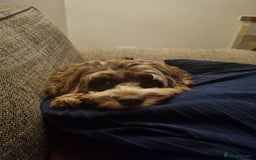 Cockapoo dogs for sale: F1b Cockapoo  - Image 8