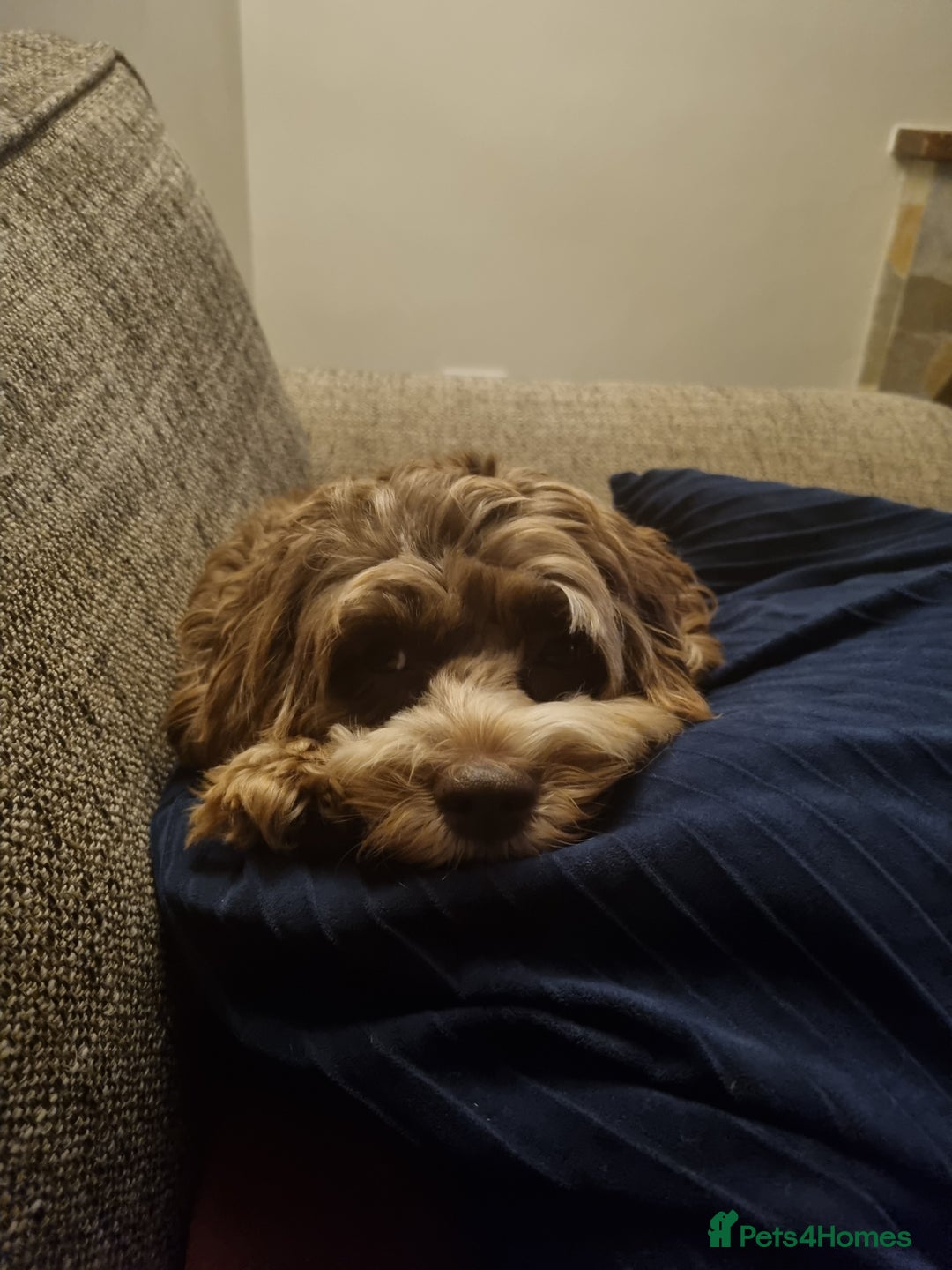 Cockapoo dogs for sale: F1b Cockapoo  - Image 8