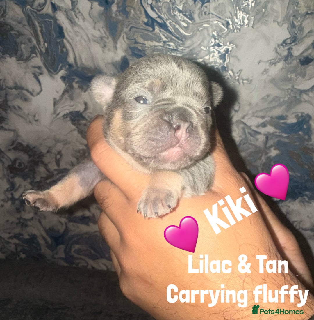 French Bulldog dogs for sale: Fluffy & testable frenchies - Image 6