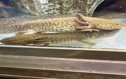 Axolotl reptiles for sale: Adorable Axolotls  - Image 4