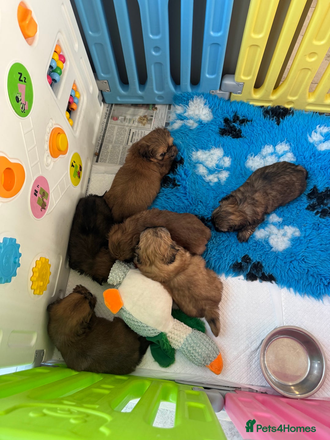 Shih Tzu dogs for sale: Standard size shihtzu pups  - Image 11