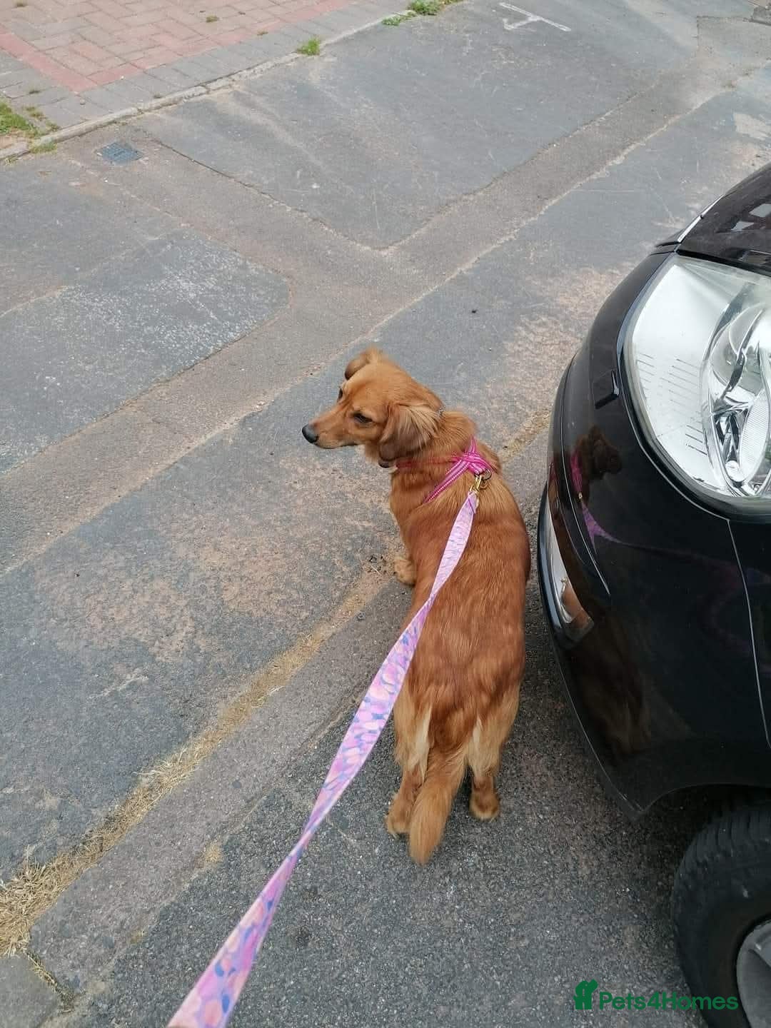 Mixed Breed dogs for adoption: 💖🐶 SANDY 🐶💖 - Image 6
