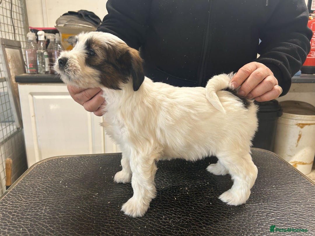 Tibetan Terrier dogs for sale: Araki Tibetan Terriers Puppies for Sale - Advert 7