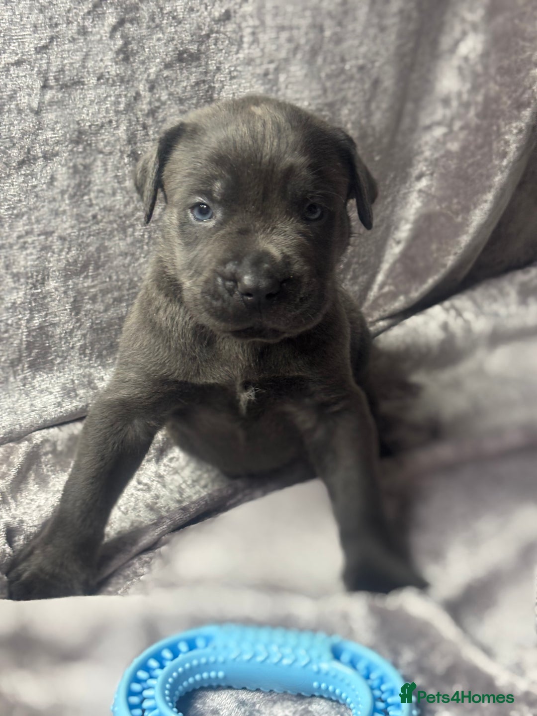 Neapolitan Mastiff dogs for sale: 💙 Neapolitan Mastiff Puppies champion bloodline💙 - Advert 8