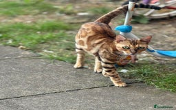 Bengal cats for sale: She very beautiful  - Image 18