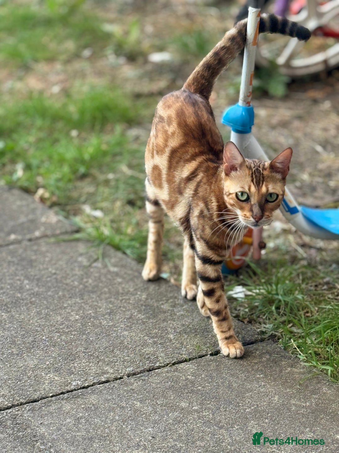 Bengal cats for sale: She very beautiful  - Image 18