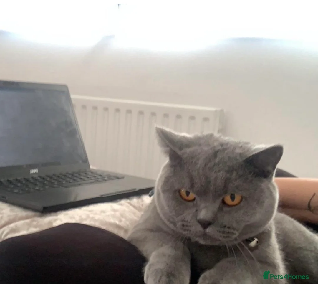 British Shorthair cats for sale: Stunning 5 year old British Blue Shorthair - Advert 3
