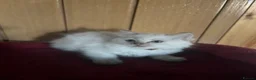 Ragdoll cats for sale: Gorgeous Tica ragdoll kittens  - Advert 11