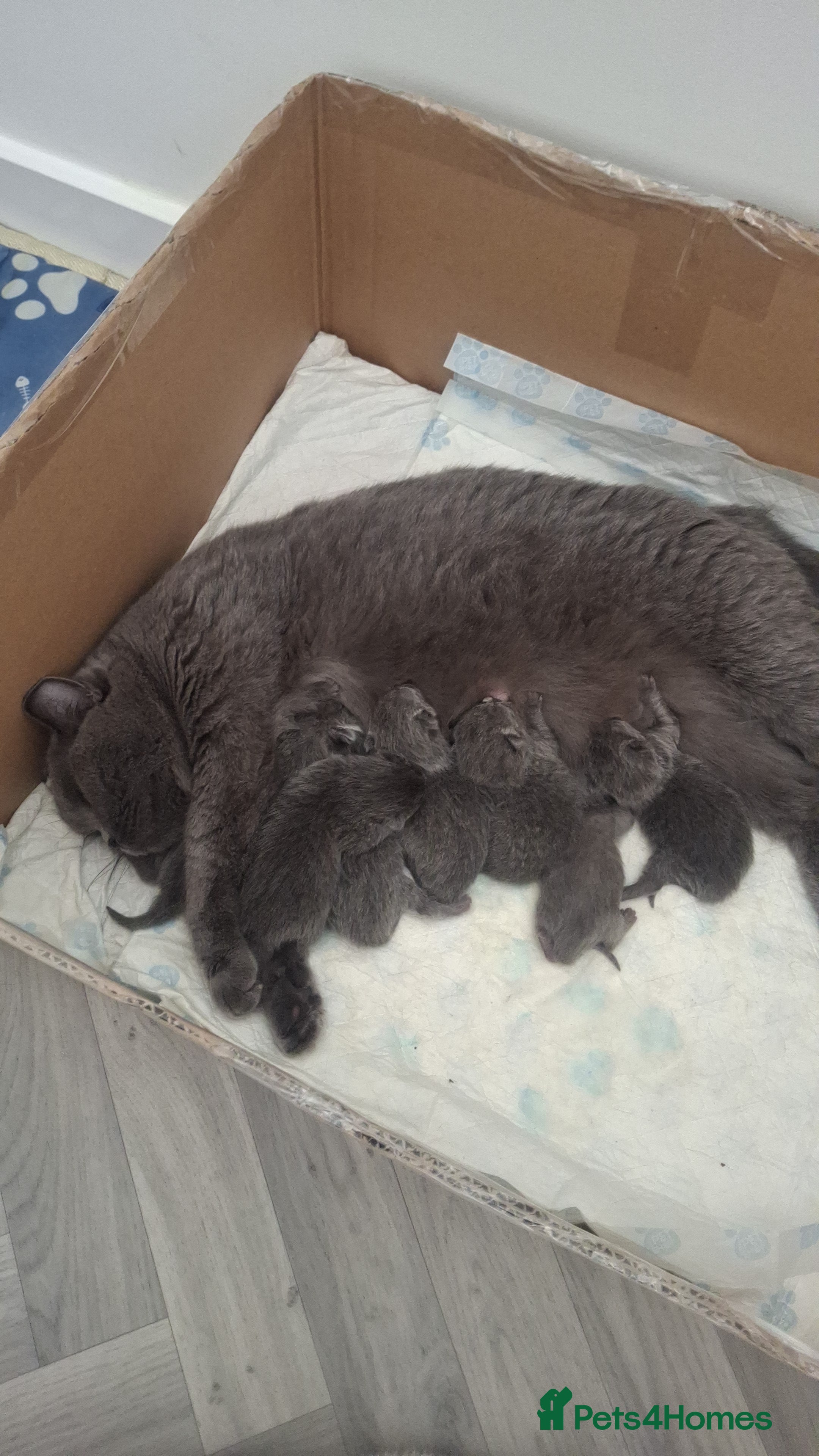 British Shorthair cats 4 BSH LOOKING FOR FOREVER HOMES - Advert 2