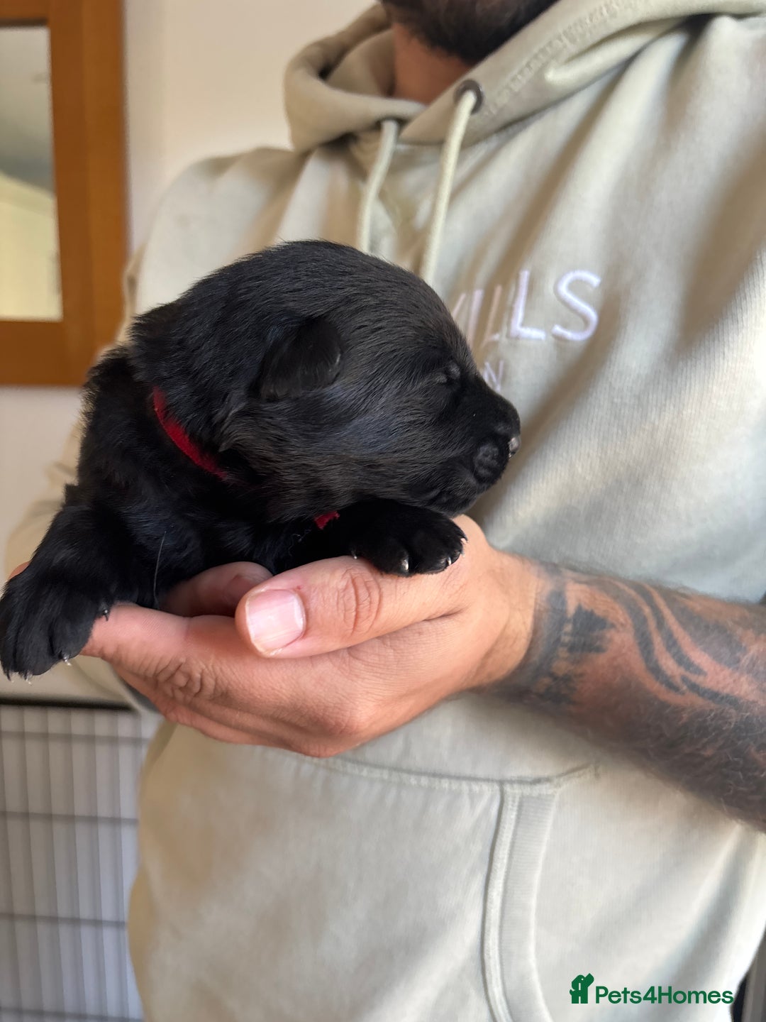 German Shepherd dogs for sale: KC Registered Working Line German Shepherd Puppies - Image 9