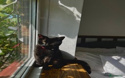 Mixed Breed cats for sale: 4 Female Ghost Tabby’s For Sale - Image 9