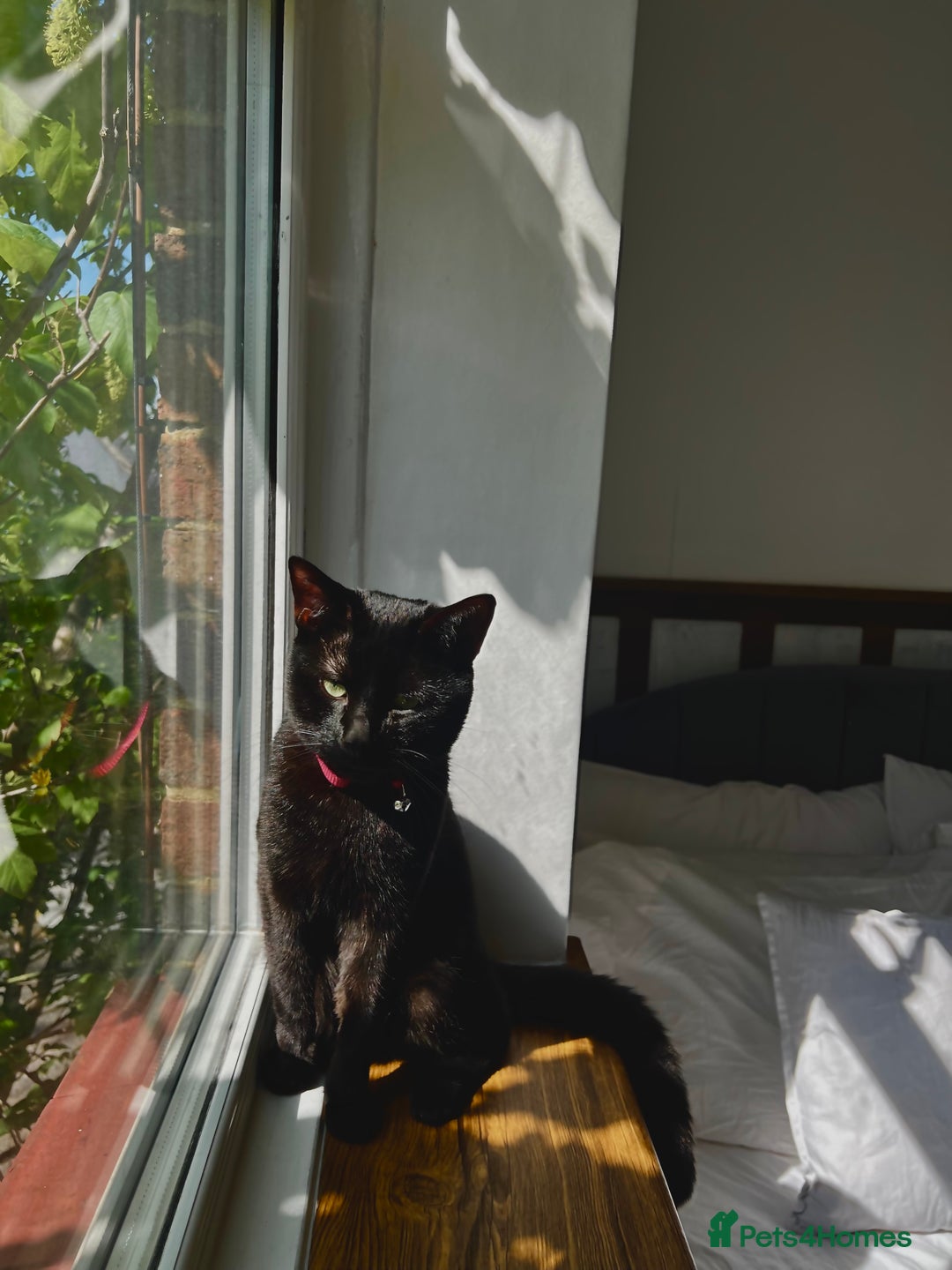 Mixed Breed cats for sale: 4 Female Ghost Tabby’s For Sale - Image 9