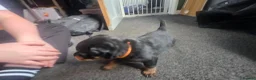 Rottweiler dogs for sale: 2 Stunning Rottweiler Puppies - Advert 5